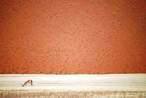 A Springbok grazes in the Namibian desert near Swakopmund, Erongo