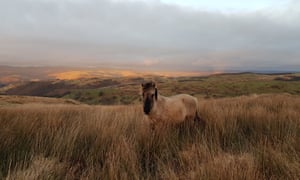 A wild horse among the grasses of the Cambrian Wildwood