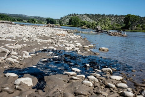 Black, sticky asphalt binder clings to rocks on the shoreline of the Yellowstone River.