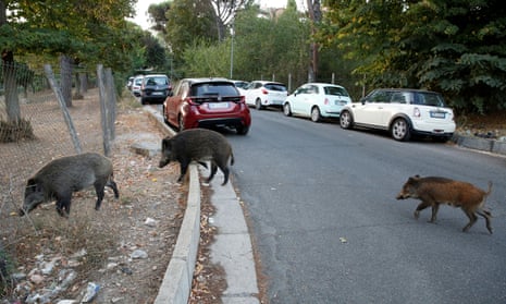Wild boars  foraging for food in Rome