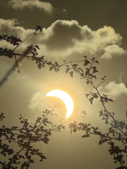 The eclipse captured between tree branches