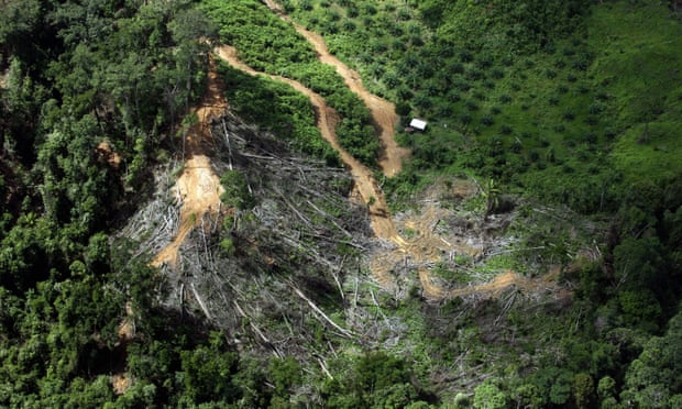 Carbon sinks threatened Carbon sinks threatened