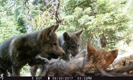 ‘This is a really great sign of the health of wolves,’ says biologist Amaroq Weiss.