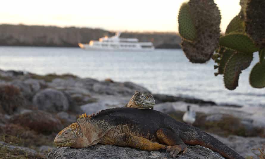 Galápagos land iguana, one of three species of the lizard on the archipelago.