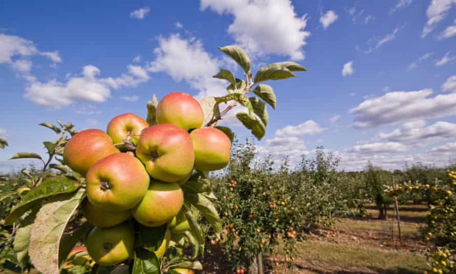 Apple Tree at Brogdale Farm Kent