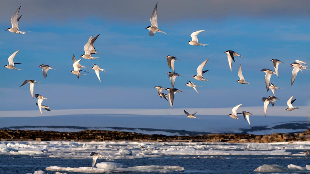 Arctic terns fly above the coastline of the Arctic Ocean, Norway.