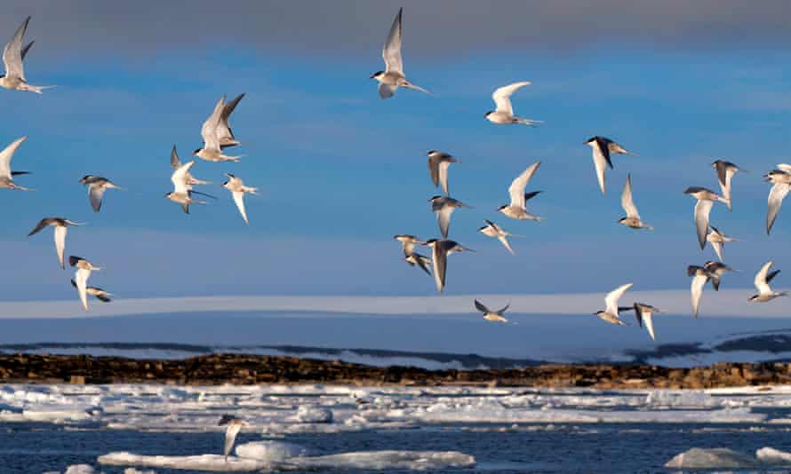A flock of Arctic terns flying above the coastline of the Arctic Ocean, Norway, Svalbard.