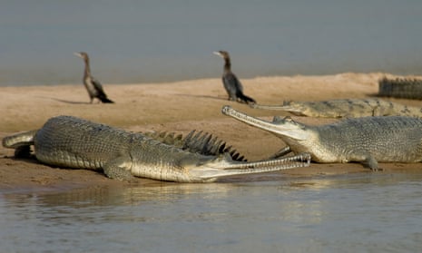 Gharials on a sandbank along India’s Chambal river
