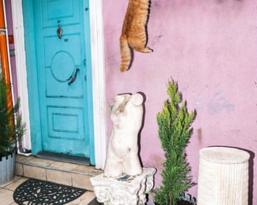 camera flash captures a ginger cat disappearing up a wall and out of frame
