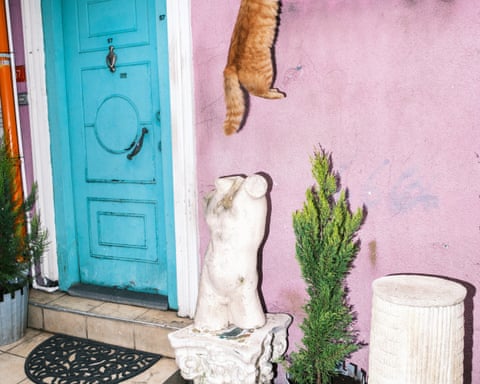 An orange cat leaps mid-air near a turquoise door and pink wall with a statue