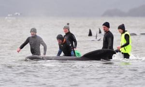 Members of a rescue crew stand with a whale on a sand bar near Strahan.