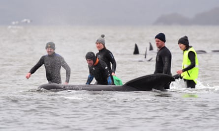 Members of a rescue crew stand with a whale on a sand bar near Strahan.
