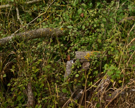 Close up photo of a hedgerow