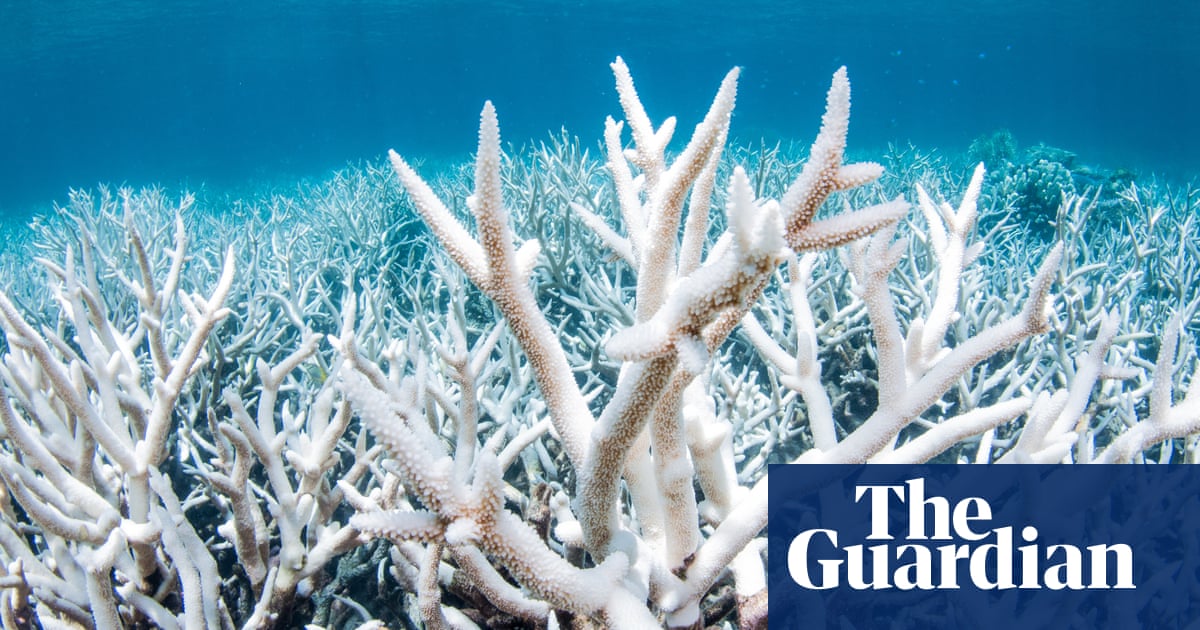 Great Barrier Reef hit by sixth mass bleaching event, leading coral scientist says