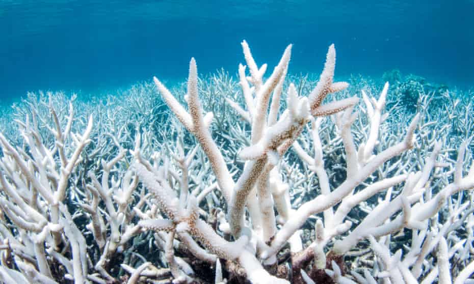 Coral bleaching on the northern section of the Great Barrier Reef in 2017, which scientists believe was caused by heat stress due to warmer waters as a result of climate change.