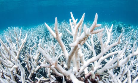 Coral bleaching on the northern section of the Great Barrier Reef in 2017, which scientists believe was caused by heat stress due to warmer waters as a result of climate change.