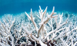 Bleached coral on the Great Barrier Reef in Australia.