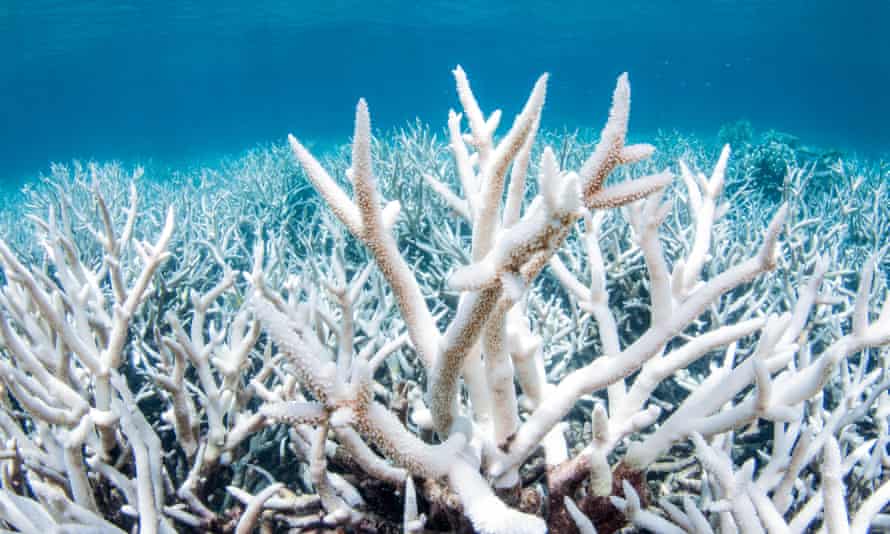 The reef has suffered coral bleaching events in 2016, 2017 and 2020