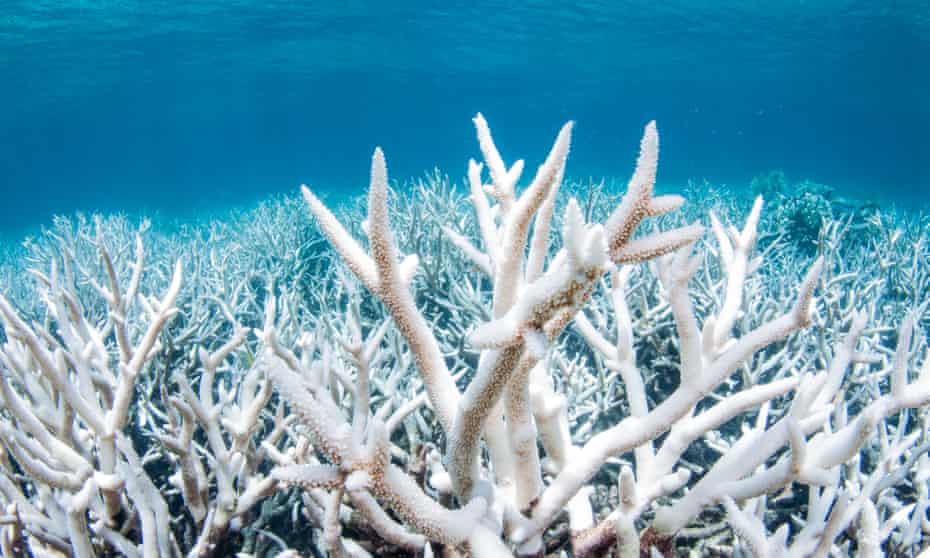 Bleached coral on the Great Barrier Reef outside Cairns, Australia during a mass bleaching event, thought to have been caused by heat stress due to warmer water temperatures as a result of global climate change
