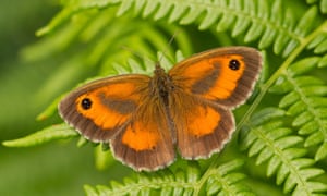 The gatekeeper butterfly