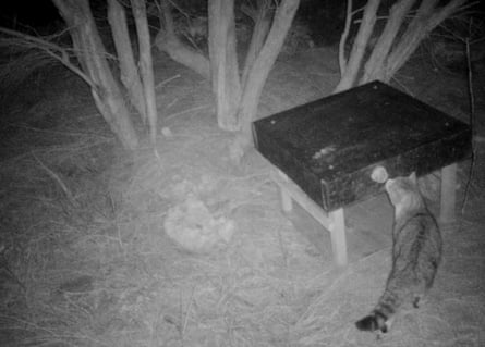 Nine Lives ate dozens of pāteke, or brown teal, that were being introduced back into the wild.