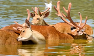 Deer seen cooling themselves in a lake at Whipsnade Zoo.