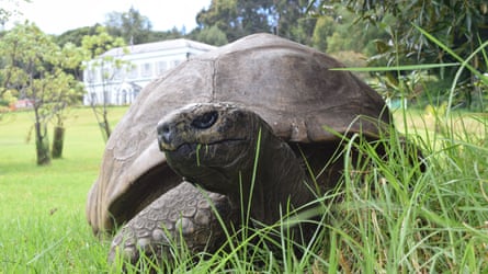 Jonathan, nan world’s oldest tortoise, connected nan estate