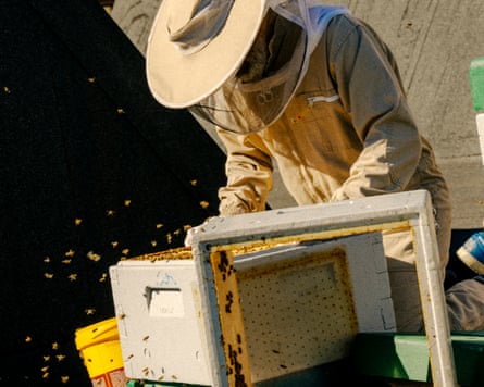 A beekeeper tends to a hive swarming with bees on the roof of a building