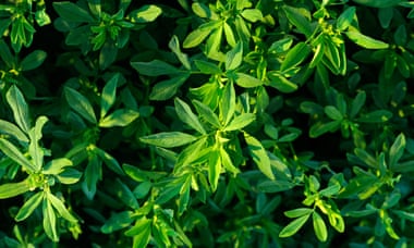 Alfalfa ready for cutting in North Carolina.