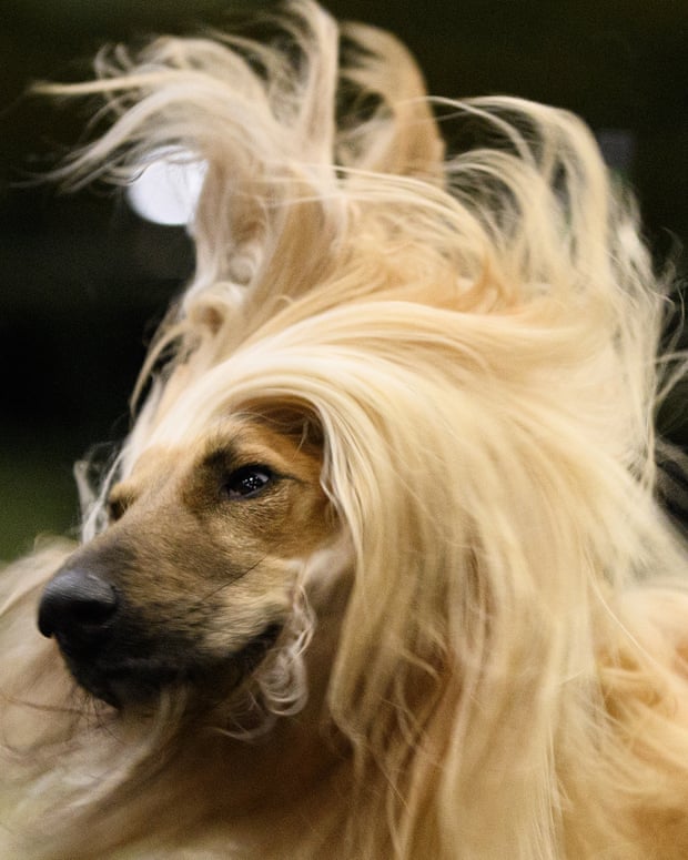 An Afghan hound