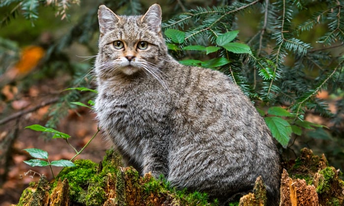 How Wildcats Will Be Reared For Release In England And Wales Environment The Guardian