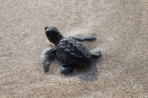 A newly hatched sea turtle makes its way into the sea after leaving a conservation center in Kuta, Bali, Indonesia. Conservationist released around 400 turtle hatchlings on 15 September. The sea turtle conservation efforts in Kuta have been conducted since 2002 to protect sea turtles