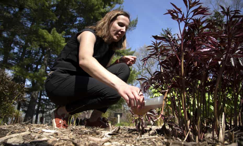 Environmental engineering professor Krista Wigginton applies fertilizer derived from human urine to beds of peonies at Nichols Arboretum in Ann Arbor.