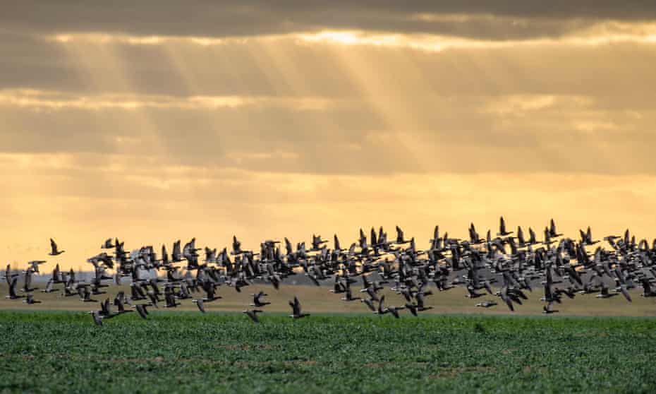 Dark-bellied brent geese (Branta bernicla) taking flight from grazing field, Wallasea Island, Essex, England, UK.