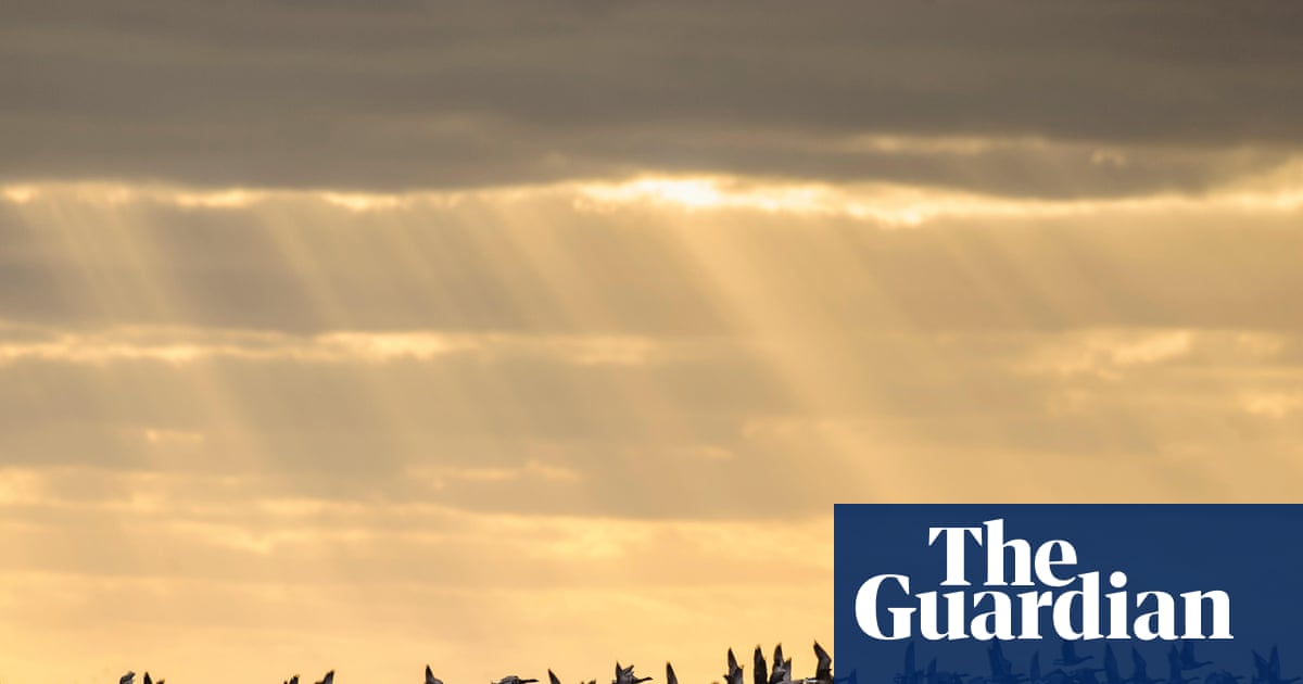 A win for nature and people': Elizabeth line soil used to create Essex bird haven