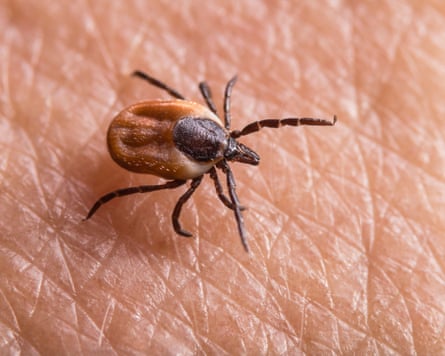 A tick on human skin