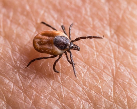 tick crawling on human skin