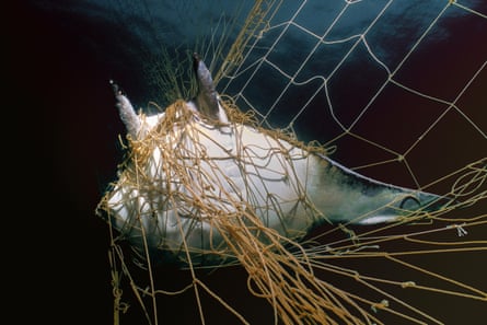 a manta ray caught in a net