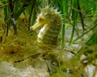‘It’s spectacular’: volunteer Dorset divers see summer of surging seahorses