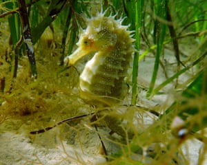 Volunteer divers in Dorset, UK, have come across a surge in the number of seahorses. After efforts to make conditions better for the elusive creatures in Studland Bay, sightings are greatly increasing. Over the last two decades, conservationists have worked hard to make conditions in the Dorset bay better for the seagrass – and thus the seahorses – including introducing almost 100 “eco moorings” that do not harm the habitat. Coming across a seahorse here used to be a rare event but this summer the divers have seen a surge in numbers, with 33 seahorses counted in one survey