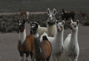 Troop of llamas