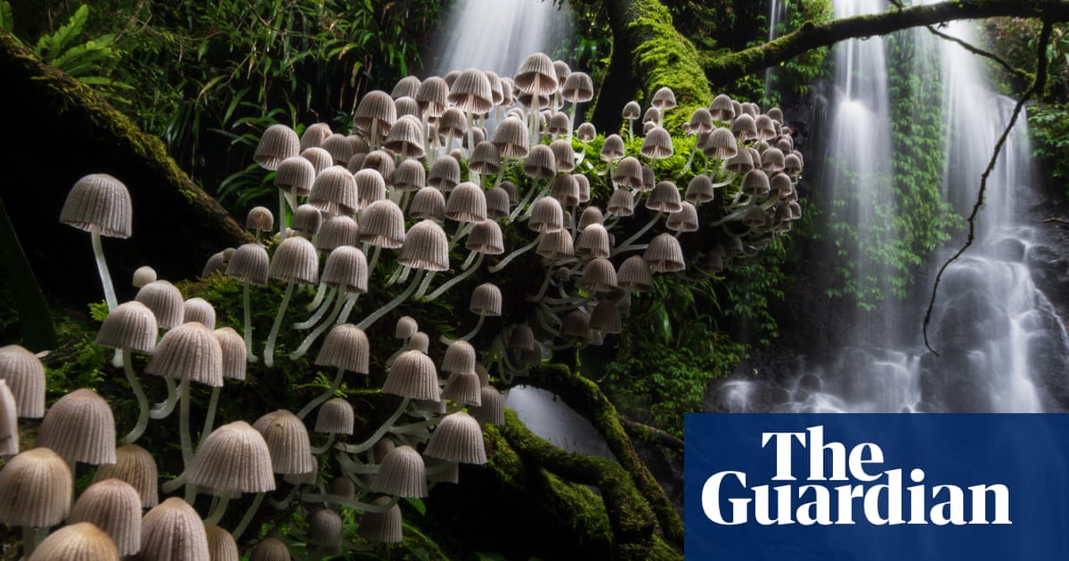 Nature Photographer of the Year 2020 – the winners | Environment | The