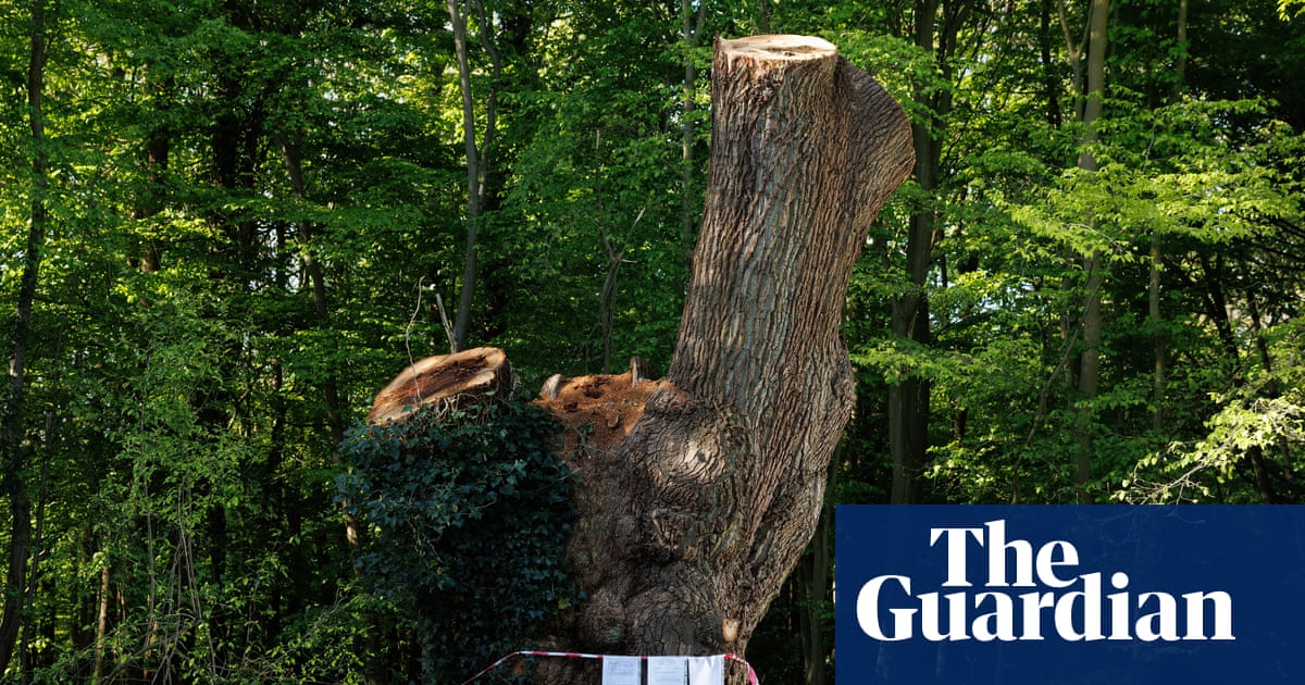 Contractor that cut back ancient oak in London park identified