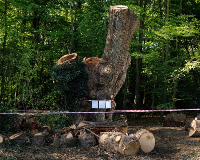 Contractor that cut back 500-year-old oak in London park identified