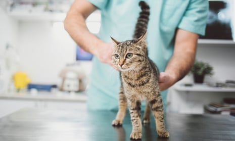 A vet examines a cat