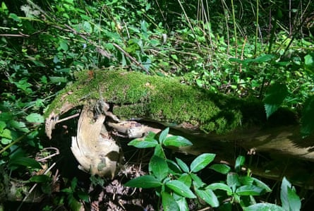 A mossy seat for rest and contemplation.