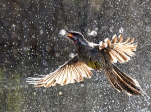 A red wattlebird is flying through a spray of fine water droplets. The sun is lighting up the water and shining through the bird's outstretched wings, and it appears as though the bird is catching a circle of light in its beak