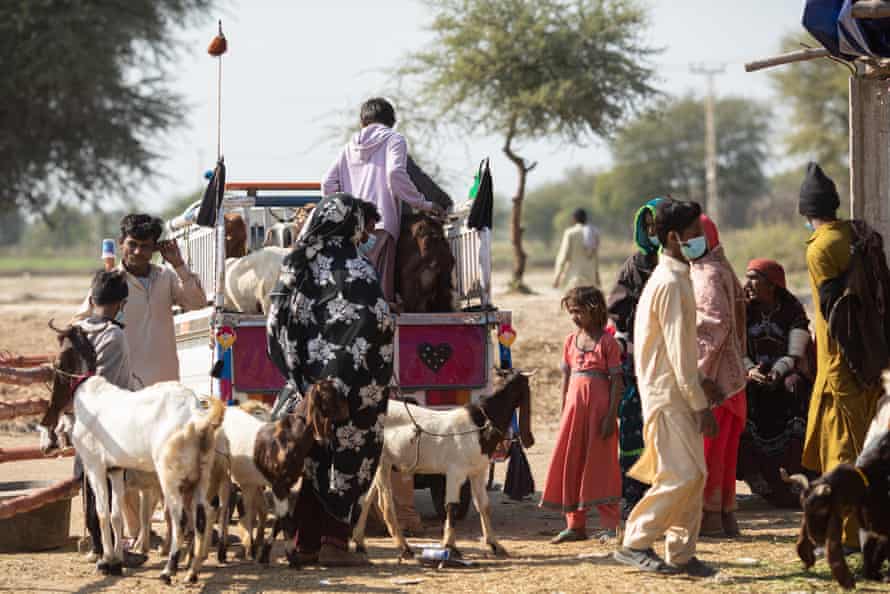 People and livestock locomotion  on  a dusty road