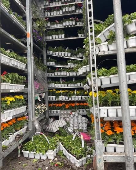 Plants on a Dutch haulier’s truck, some of which appear to have fallen from their shelves or be resting on shelves tilted at odd angles