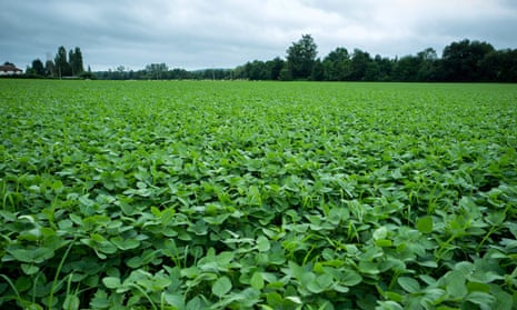 A soya bean field